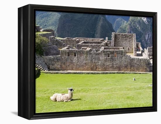 Llama Resting on Main Plaza, Machu Picchu, Peru-Diane Johnson-Framed Premier Image Canvas