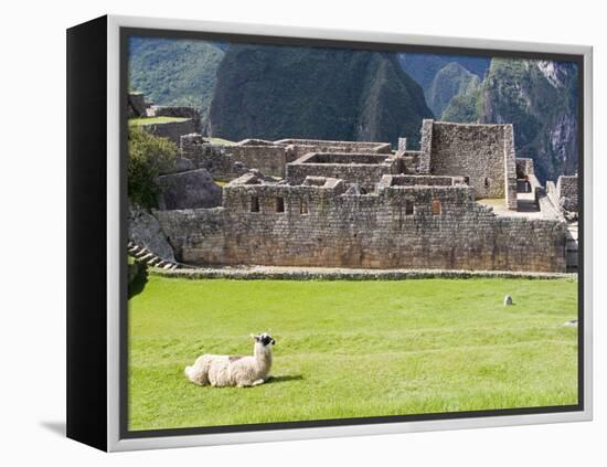 Llama Resting on Main Plaza, Machu Picchu, Peru-Diane Johnson-Framed Premier Image Canvas