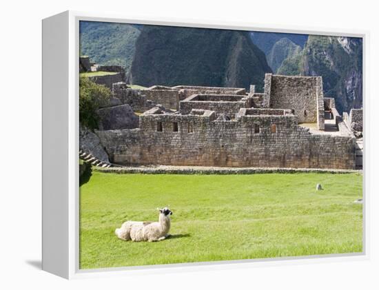 Llama Resting on Main Plaza, Machu Picchu, Peru-Diane Johnson-Framed Premier Image Canvas