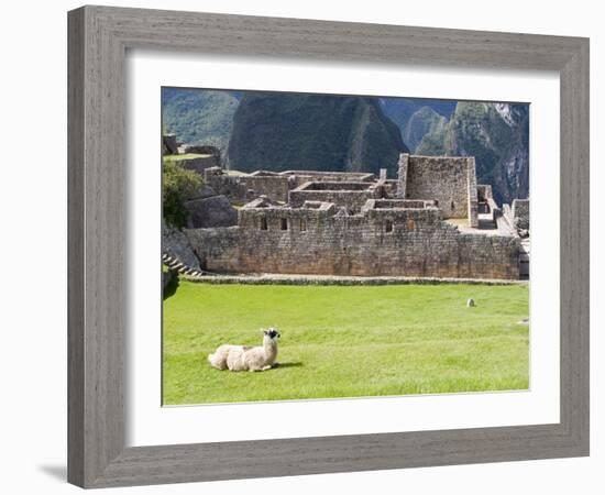 Llama Resting on Main Plaza, Machu Picchu, Peru-Diane Johnson-Framed Photographic Print