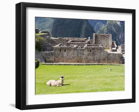 Llama Resting on Main Plaza, Machu Picchu, Peru-Diane Johnson-Framed Photographic Print