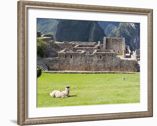 Llama Resting on Main Plaza, Machu Picchu, Peru-Diane Johnson-Framed Photographic Print