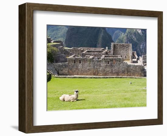 Llama Resting on Main Plaza, Machu Picchu, Peru-Diane Johnson-Framed Photographic Print