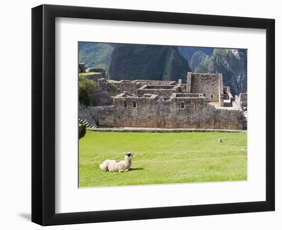 Llama Resting on Main Plaza, Machu Picchu, Peru-Diane Johnson-Framed Photographic Print