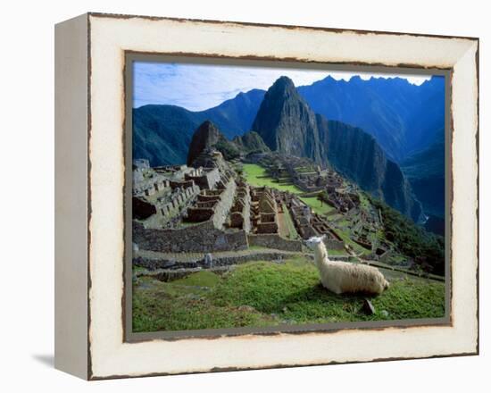 Llama Rests Overlooking Ruins of Machu Picchu in the Andes Mountains, Peru-Jim Zuckerman-Framed Premier Image Canvas