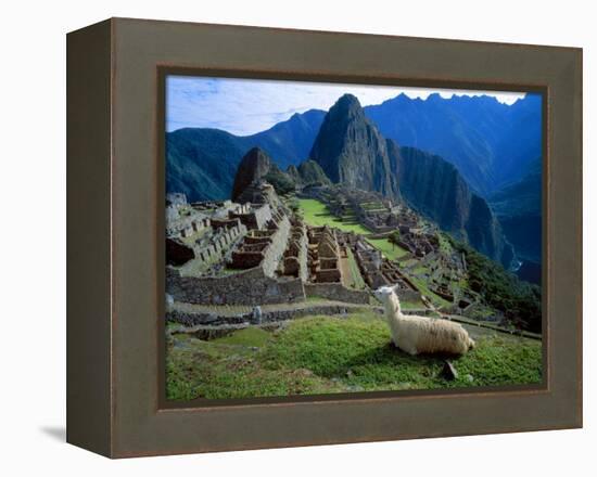 Llama Rests Overlooking Ruins of Machu Picchu in the Andes Mountains, Peru-Jim Zuckerman-Framed Premier Image Canvas