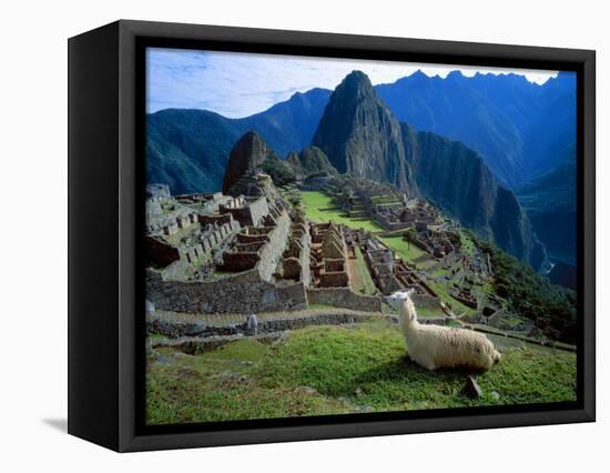 Llama Rests Overlooking Ruins of Machu Picchu in the Andes Mountains, Peru-Jim Zuckerman-Framed Premier Image Canvas