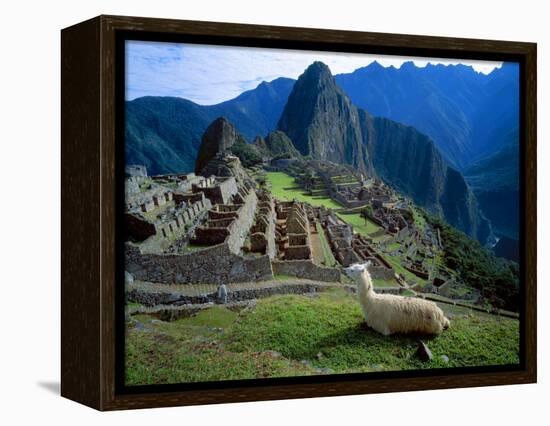 Llama Rests Overlooking Ruins of Machu Picchu in the Andes Mountains, Peru-Jim Zuckerman-Framed Premier Image Canvas