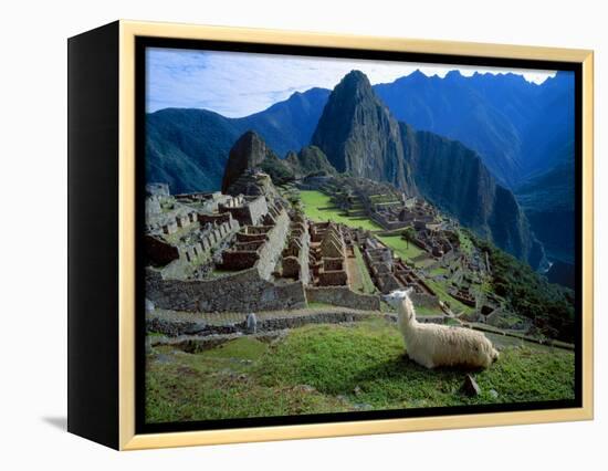 Llama Rests Overlooking Ruins of Machu Picchu in the Andes Mountains, Peru-Jim Zuckerman-Framed Premier Image Canvas