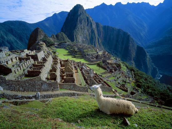 Llama Rests Overlooking Ruins Of Machu Picchu In The Andes Mountains Peru Photographic Print Jim Zuckerman Art Com
