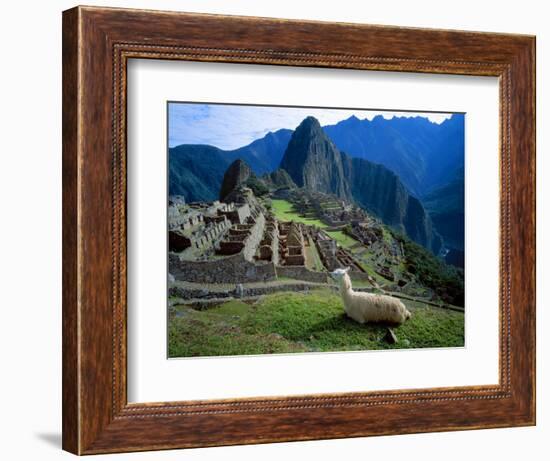 Llama Rests Overlooking Ruins of Machu Picchu in the Andes Mountains, Peru-Jim Zuckerman-Framed Photographic Print