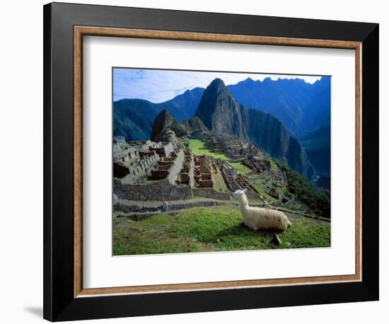 Llama Rests Overlooking Ruins of Machu Picchu in the Andes Mountains, Peru-Jim Zuckerman-Framed Photographic Print
