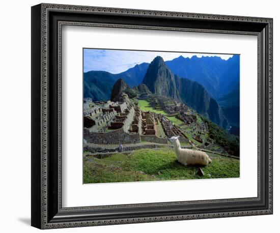 Llama Rests Overlooking Ruins of Machu Picchu in the Andes Mountains, Peru-Jim Zuckerman-Framed Photographic Print