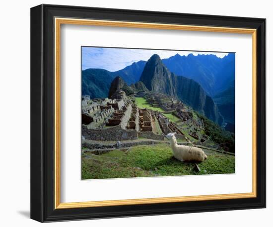 Llama Rests Overlooking Ruins of Machu Picchu in the Andes Mountains, Peru-Jim Zuckerman-Framed Photographic Print