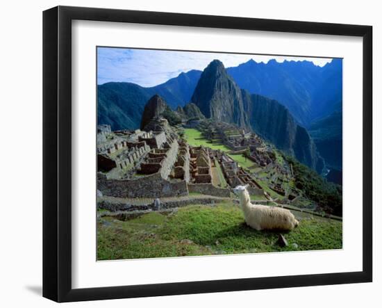 Llama Rests Overlooking Ruins of Machu Picchu in the Andes Mountains, Peru-Jim Zuckerman-Framed Photographic Print