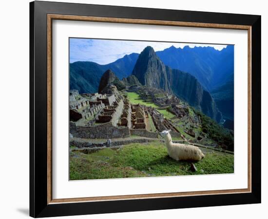 Llama Rests Overlooking Ruins of Machu Picchu in the Andes Mountains, Peru-Jim Zuckerman-Framed Photographic Print