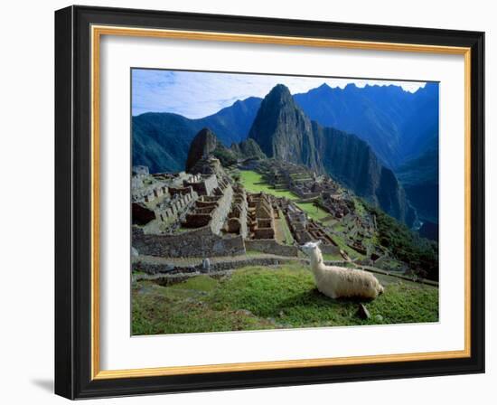 Llama Rests Overlooking Ruins of Machu Picchu in the Andes Mountains, Peru-Jim Zuckerman-Framed Photographic Print