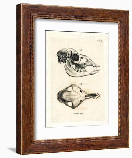 Llama Skull-null-Framed Giclee Print