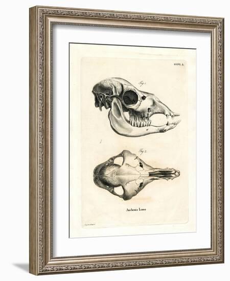 Llama Skull-null-Framed Giclee Print