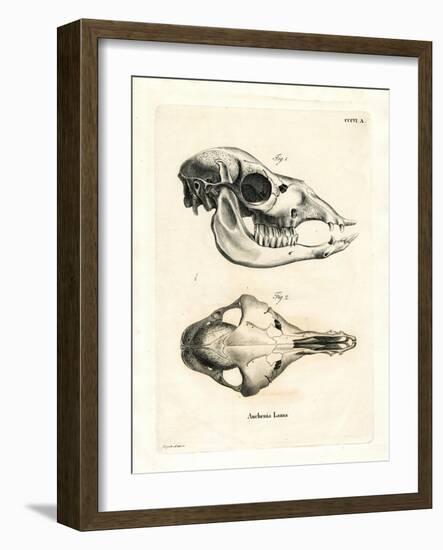 Llama Skull-null-Framed Giclee Print