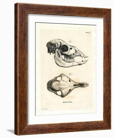 Llama Skull-null-Framed Giclee Print