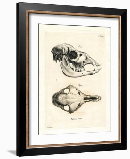 Llama Skull-null-Framed Giclee Print