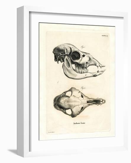 Llama Skull-null-Framed Giclee Print