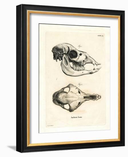 Llama Skull-null-Framed Giclee Print