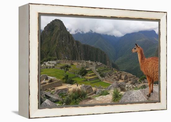 Llama standing at Machu Picchu viewpoint, UNESCO World Heritage Site, Peru, South America-Don Mammoser-Framed Premier Image Canvas