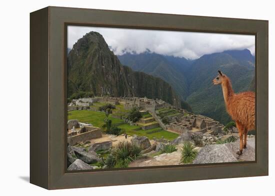 Llama standing at Machu Picchu viewpoint, UNESCO World Heritage Site, Peru, South America-Don Mammoser-Framed Premier Image Canvas