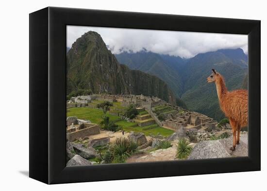 Llama standing at Machu Picchu viewpoint, UNESCO World Heritage Site, Peru, South America-Don Mammoser-Framed Premier Image Canvas