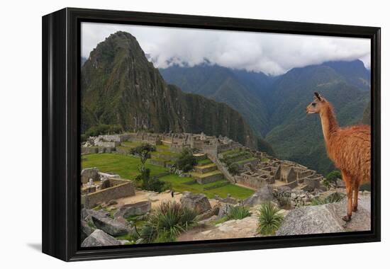 Llama standing at Machu Picchu viewpoint, UNESCO World Heritage Site, Peru, South America-Don Mammoser-Framed Premier Image Canvas