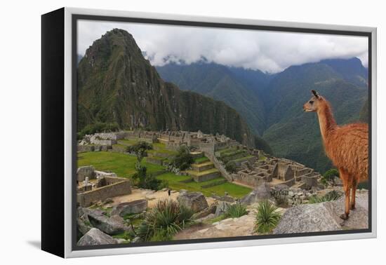 Llama standing at Machu Picchu viewpoint, UNESCO World Heritage Site, Peru, South America-Don Mammoser-Framed Premier Image Canvas