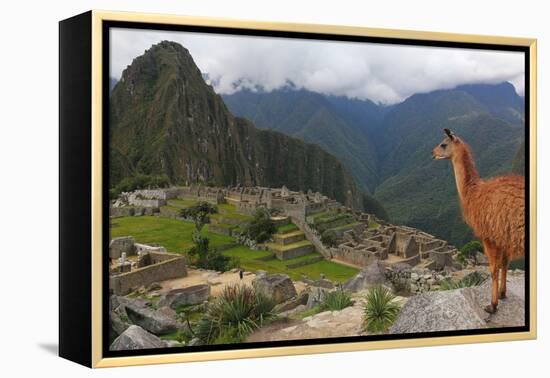 Llama standing at Machu Picchu viewpoint, UNESCO World Heritage Site, Peru, South America-Don Mammoser-Framed Premier Image Canvas