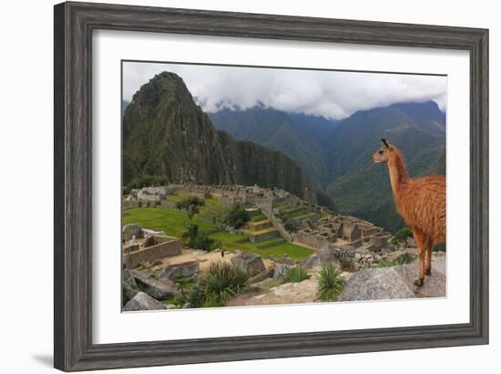 Llama standing at Machu Picchu viewpoint, UNESCO World Heritage Site, Peru, South America-Don Mammoser-Framed Photographic Print