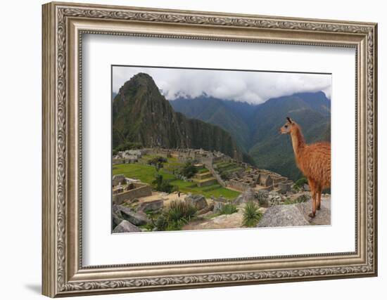 Llama standing at Machu Picchu viewpoint, UNESCO World Heritage Site, Peru, South America-Don Mammoser-Framed Photographic Print