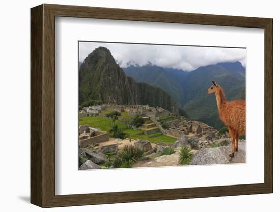 Llama standing at Machu Picchu viewpoint, UNESCO World Heritage Site, Peru, South America-Don Mammoser-Framed Photographic Print