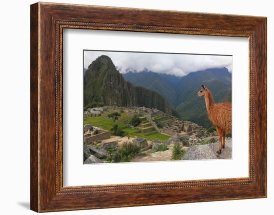 Llama standing at Machu Picchu viewpoint, UNESCO World Heritage Site, Peru, South America-Don Mammoser-Framed Photographic Print