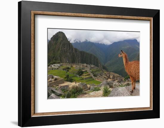 Llama standing at Machu Picchu viewpoint, UNESCO World Heritage Site, Peru, South America-Don Mammoser-Framed Photographic Print