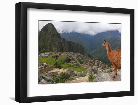 Llama standing at Machu Picchu viewpoint, UNESCO World Heritage Site, Peru, South America-Don Mammoser-Framed Photographic Print