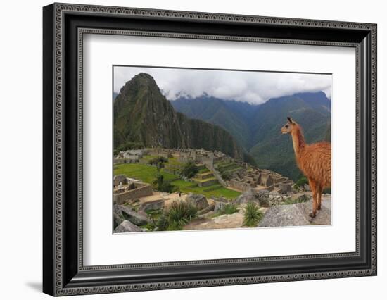 Llama standing at Machu Picchu viewpoint, UNESCO World Heritage Site, Peru, South America-Don Mammoser-Framed Photographic Print