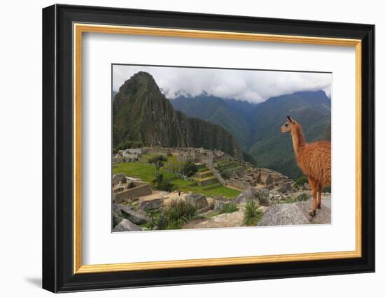 Llama standing at Machu Picchu viewpoint, UNESCO World Heritage Site, Peru, South America-Don Mammoser-Framed Photographic Print