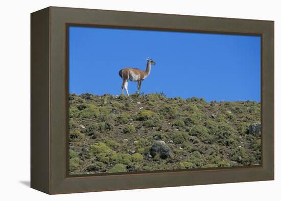 Llama Standing on Hillside-Nosnibor137-Framed Premier Image Canvas