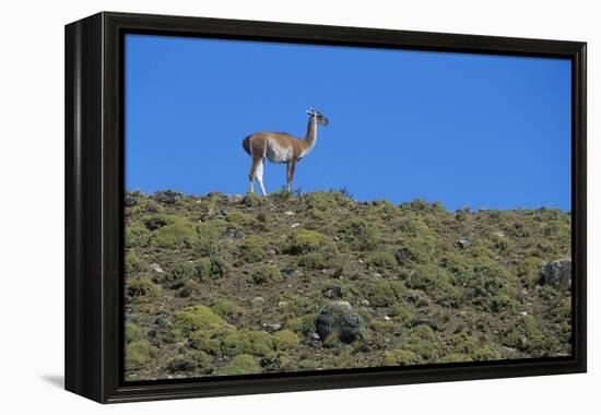 Llama Standing on Hillside-Nosnibor137-Framed Premier Image Canvas