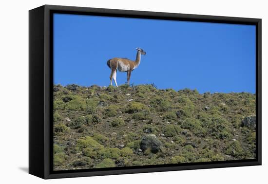 Llama Standing on Hillside-Nosnibor137-Framed Premier Image Canvas