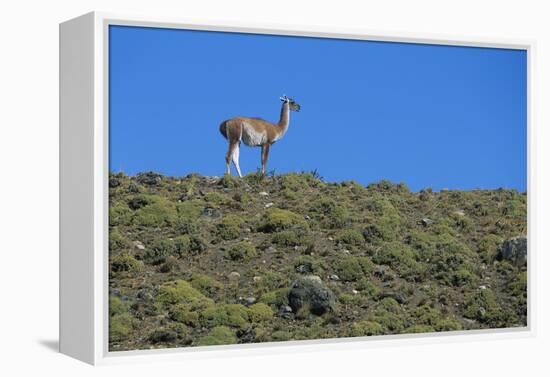 Llama Standing on Hillside-Nosnibor137-Framed Premier Image Canvas