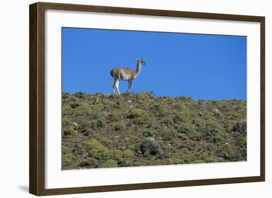 Llama Standing on Hillside-Nosnibor137-Framed Photographic Print