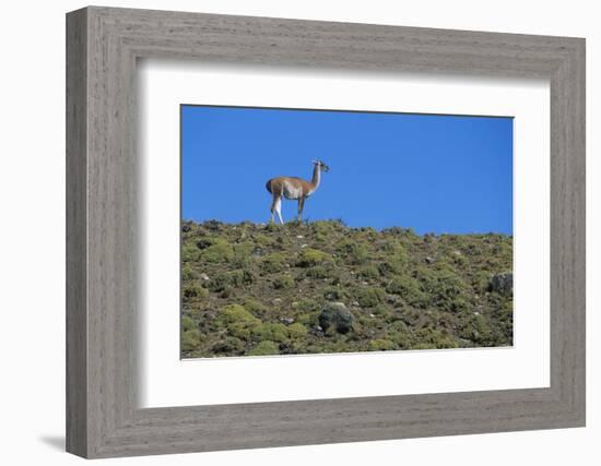 Llama Standing on Hillside-Nosnibor137-Framed Photographic Print