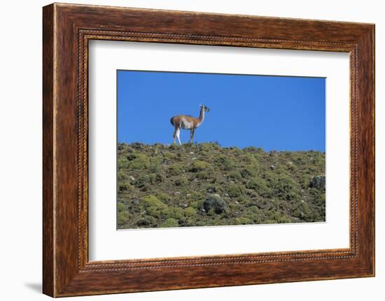 Llama Standing on Hillside-Nosnibor137-Framed Photographic Print