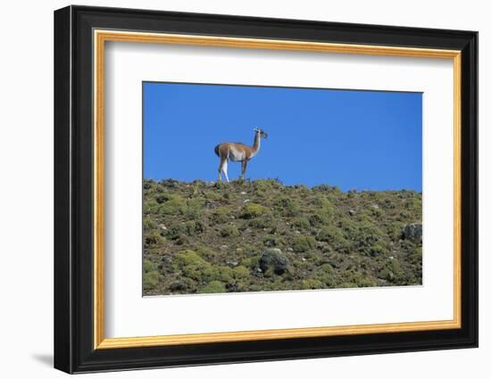 Llama Standing on Hillside-Nosnibor137-Framed Photographic Print